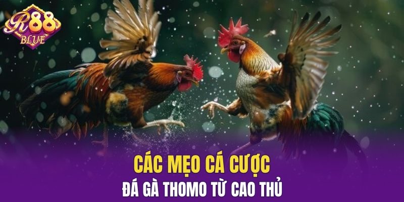 Các mẹo cá cược đá gà Thomo từ cao thủ