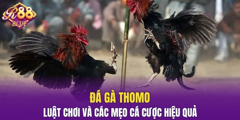 Đá gà Thomo