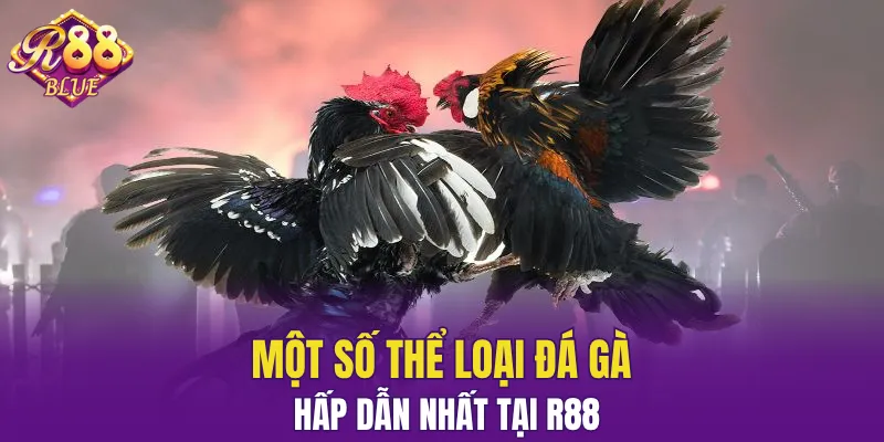 Một số thể loại đá gà hấp dẫn nhất tại R88