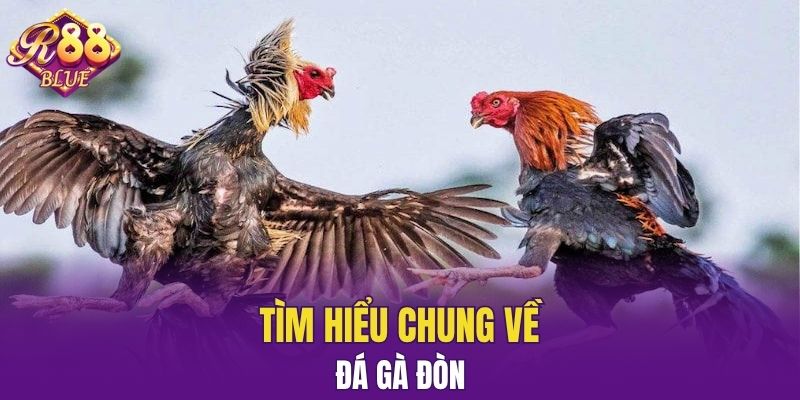 Tìm hiểu chung về đá gà đòn