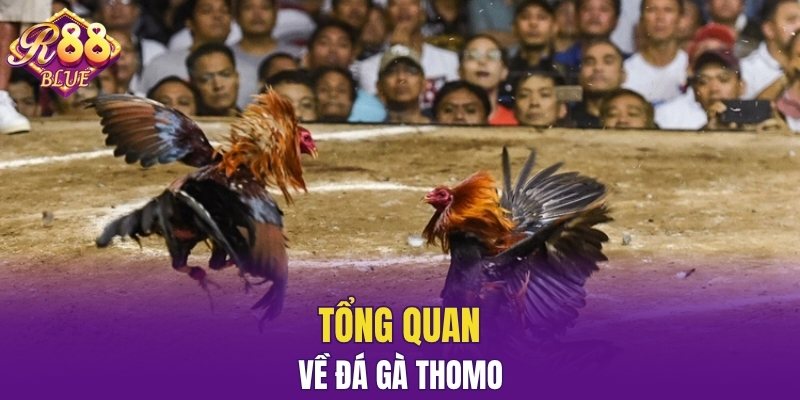 Tổng quan về đá gà Thomo