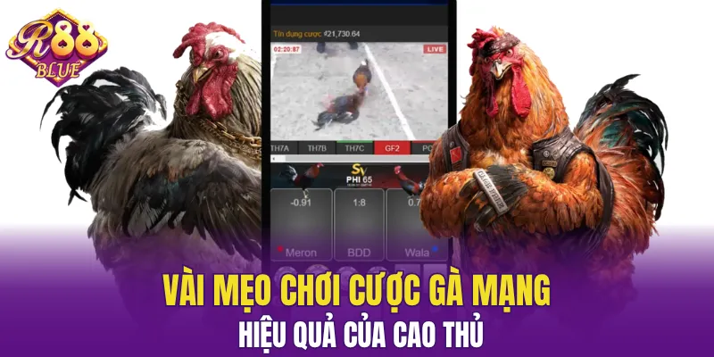 Vài mẹo chơi cược gà mạng hay của cao thủ